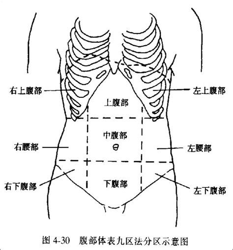 上腹部大|上腹部大的原因有哪些